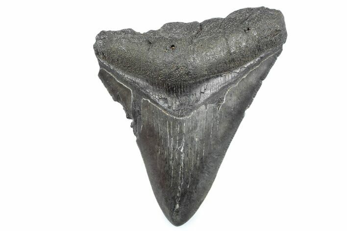 Bargain, Fossil Megalodon Tooth - Serrated Blade #362576